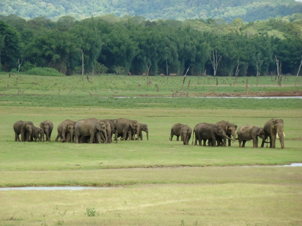 hostility in elephants